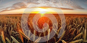 Panoramic view on field of golden ripe wheat on sunset. Generative AI