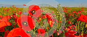 Panoramic view of field of red poppies