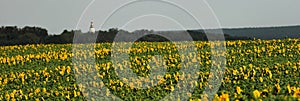 Panoramic view of a field of sunflowers on a background of green forest and church. Cherkasy region, Ukraine