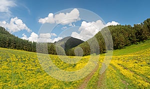 Panoramic view of field with yellow flowers and rural road against backdrop of pine forest and mountains