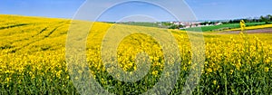panoramic view fields hills of oilseed rape in bloom