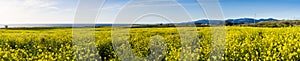 Panoramic view of fields of wild mustard on the Pacific Ocean coastline close to Half Moon Bay, California