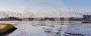 Panoramic view of a flock of birds in the natural park of Albufera at sunrise, Valencia, Spain