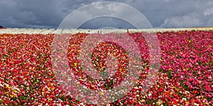 Panoramic view of flower fields at Carlsbad, California photo