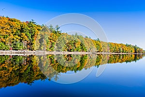 Panoramic view of the foliage