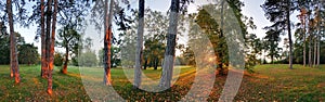 Panoramic view of forest, 360 degree