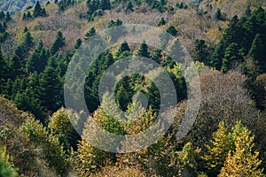 Panoramic view of the forest of Mount Dirfi in Euboea photo