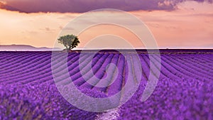 Beautiful landscape. Panorama lavender field summer sunset landscape near Valensole. Provence, France