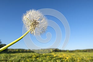 Panoramic view of fresh green grass with bloom head dandelion flower on field and blue sky in spring summer outdoors. Beautiful
