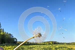 Panoramic view of fresh green grass with bloom head dandelion flower with flying seeds in wind on field and blue sky in spring