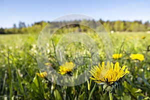 Panoramic view of fresh green grass with dandelions flowers on field and blue sky in spring summer outdoors.  Beautiful natural