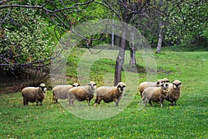 Panoramic view of furry sheep in a forest under sunlight