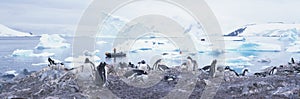 Panoramic view of Gentoo penguins with chicks (Pygoscelis papua), glaciers and icebergs in Paradise Harbor, Antarctica