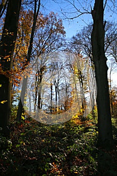 Panoramic view into german beech tree wood in autumn colors with backlight from bright evening sun, lens flare effect, Germany -