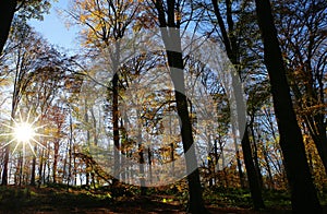 Panoramic view into german beech tree wood in autumn colors with backlight from bright evening sun, lens flare effect, Germany -