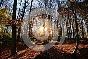 Panoramic view into german beech tree wood in autumn colors with backlight from bright evening sun, lens flare effect, Germany -