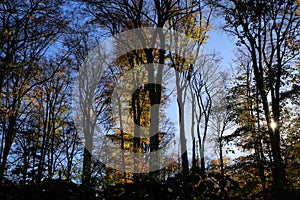 Panoramic view into german beech tree wood in autumn colors with backlight from bright evening sun, lens flare effect, Germany -