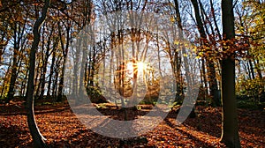 Panoramic view into german beech tree wood in autumn colors with backlight from bright evening sun, lens flare effect, Germany -