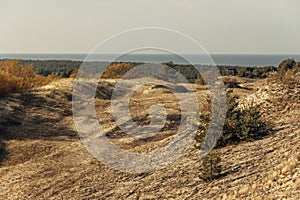 Panoramic view of the golden sand dunes of the Curonian Spit. The coastline of the Baltic Sea, forest belt, shrubs and