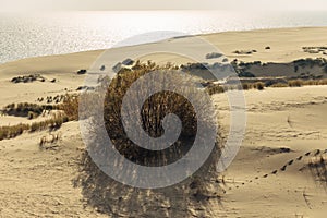 Panoramic view of the golden sand dunes of the Curonian Spit. The coastline of the Baltic Sea, forest belt, shrubs and grass on