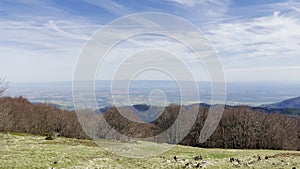 Panoramic View from Grand Ballon, Vosges Summit in Haut-Rhin, Alsace, France, on a Clear April Day