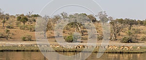 Panoramic View of Grant's gazelles on Choebe River photo