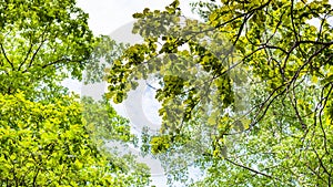 Panoramic view of green branch of common oak tree