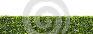 Panoramic view of green Bush Hedge on isolated white background with Clipping Path