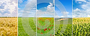 Panoramic view of green field and blue sky with light clouds. Wide photo