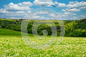 Panoramic view of green fields and meadow with blue cloudy sky and birds