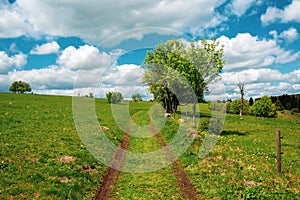 Panoramic view of green fields and trees and small dirt road