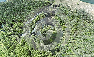 Panoramic view of green forest landscape with small bog swamp at sunny spring day