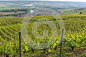 Panoramic view on green premier cru champagne vineyards in village Hautvillers near Epernay, Champange, France