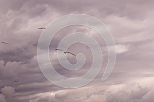 Panoramic view of a group of seagulls flying against a stormy sky-scape