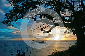 Panoramic view of Gustavia harbour at sunset, branches, three, St Barth, sailboats