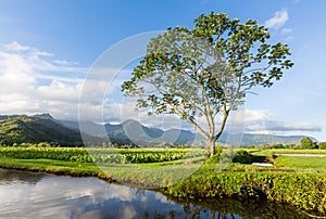 Panoramic view of Hanalei Valley in Kauai