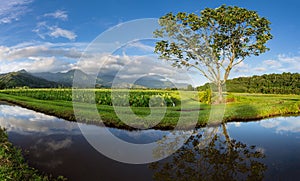 Panoramic view of Hanalei Valley in Kauai