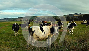 Cows enjoying late afternoon winter sunshine in North Otago, NZ