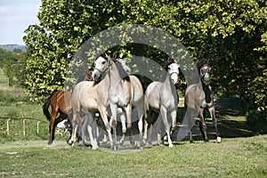 Panoramic view of herd of horses while running home on rural animal farm