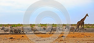 Panoramic view of a herd of Zebra and a lone giraffe on the African savannah