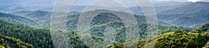 Panoramic view of the hills and canyons covered in evergreen trees on a foggy day