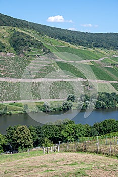 Panoramic view on hilly vineyards white riesling grapes in Mosel river valley, Germany