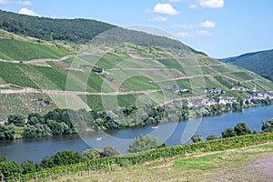 Panoramic view on hilly vineyards white riesling grapes in Mosel river valley, Germany