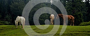 Panoramic view of the horses grazing in a lush green field in a wooded area