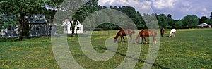 Panoramic view of horses grazing in springtime field, Eastern Shore, MD