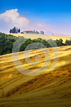 Panoramic view of Italian Tuscany summer landscape of yellow wheat field; agriculture farmland hills