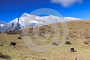 Panoramic view of the Jade Dragon Snow Mountain in Yunnan, China with some yaks on foreground