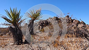 A panoramic view in Joshua Tree National Park. Joshua Tree Yucca brevifolia and Rock Formations. CA