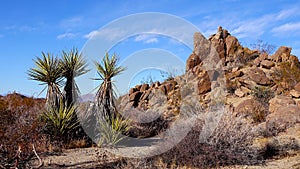 A panoramic view in Joshua Tree National Park. Joshua Tree Yucca brevifolia and Rock Formations. CA