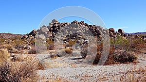 A panoramic view in Joshua Tree National Park. Joshua Tree Yucca brevifolia and Rock Formations. CA